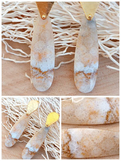 Corail fossilisé 